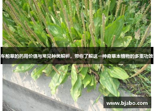 车前草的药用价值与常见种类解析，带你了解这一神奇草本植物的多重功效