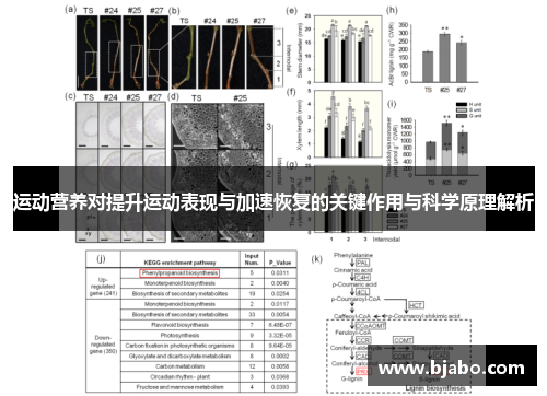 运动营养对提升运动表现与加速恢复的关键作用与科学原理解析